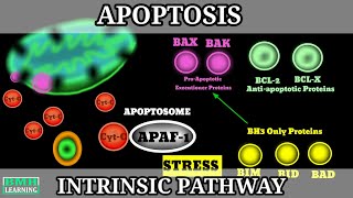 Apoptosis  Intrinsic Pathway Of Apoptosis  Mechanism of Apoptosis  Programmed Cell Death [upl. by Ellersick240]