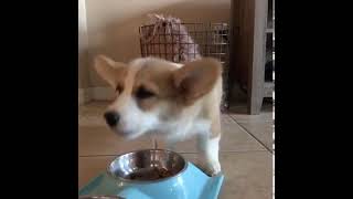 Corgi Howling While Eating  Willo the Corgi shorts [upl. by Areit]