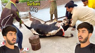 Qurbani Vlog 😍 Zohaib Sabir Vlogs [upl. by Damali]