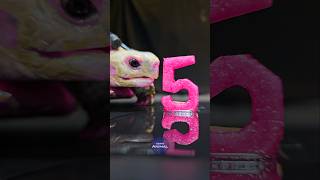 ASMR Mukbang Eating Pink 5 🩷 Turtle Tortoise [upl. by Allx820]