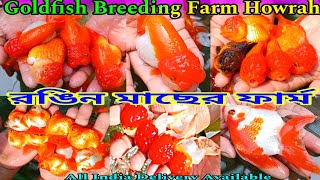 গোল্ডফিস মাছের ফার্ম🐠Exotic Goldfish Farm🐟Exotic Goldfish Breeder🐠Aquarium Fish Farm🐟 [upl. by Ibson]