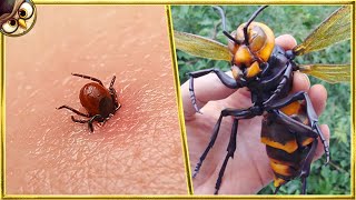 30 Most Dangerous Insects In The World [upl. by Petuu]