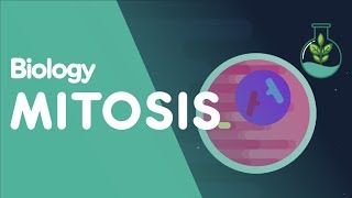 Mitosis  Stages of Mitosis  Cells  Biology  FuseSchool [upl. by Acsehcnarf]