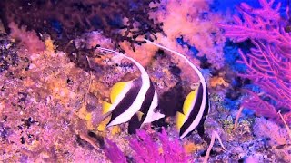 Beautiful bannerfish swim gracefully through the depths on the coral reef [upl. by Holtorf]