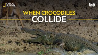 When Crocodiles Collide  Asia’s Wild Secrets  हिन्दी  Nat Geo Wild [upl. by Harshman719]