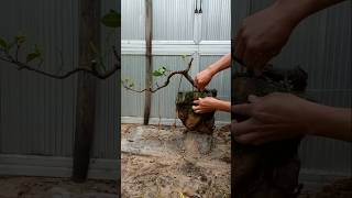 बोनसाई Membuat bonsai berfungsi [upl. by Naujal]