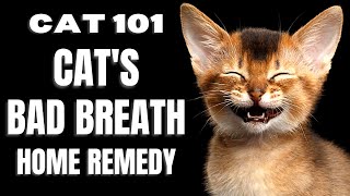 Cats 101  Cats Bad Breath Home Remedy [upl. by Iemaj]