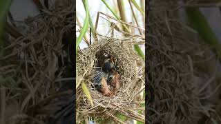 Mix babies Bird Finches Chicks at Nest EP227 birds birdslover finch finchfinch petbird nature [upl. by Gnes]