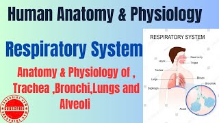 Anatomy amp Physiology of TracheaBronchiLungs and Alveoli I Respiratory System I HAP pharmacynotes [upl. by Alyahsal]