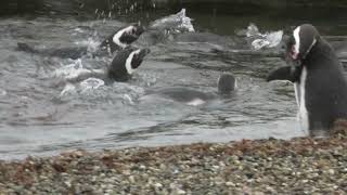 Fierce Fridays Life Antarctica  Magellanic penguins swim for life penguin Antarctica penguin [upl. by Anaiuq]