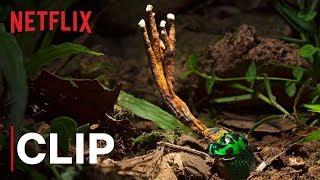 Our Planet  Fungus  Clip  Netflix [upl. by Krusche]