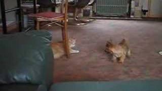 Norwich terrier puppy vs cat [upl. by Yrffoeg559]