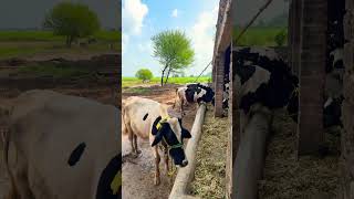 Umar Sandhu you are dairy farm [upl. by Eahc]