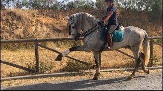 Passion Equitation en vacances 2  Jour 4  Lujan fait le pas espagnol [upl. by Bohaty]