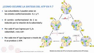 FOSFORILACIÓN OXIDATIVA  OXPHOS [upl. by Pegma834]