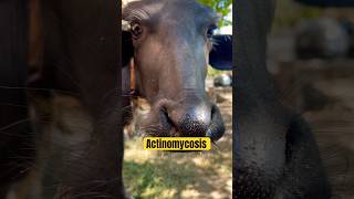 Actinomycosis diseases in buffalo calf  Vet care official animal disease shorts viralvideo [upl. by Reeher211]