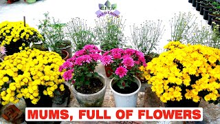 Grow and care guide for Chrysanthemum Mums Guledaudee a great fallwinter flower [upl. by Weisbrodt]