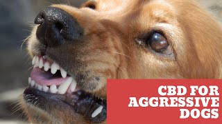 CBD For Aggressive Dogs [upl. by Cioban]