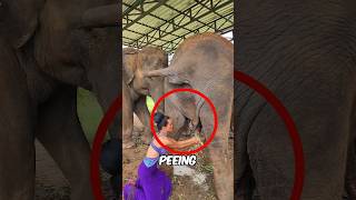 Girl Uses Elephant Pee 🤢 💦 [upl. by Orran]