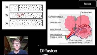 Transport Across Cell Membranes [upl. by Branen]