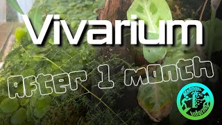 Vivarium after 1 month [upl. by Ayotnahs]