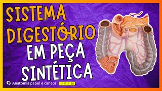 Anatomia do Sistema Digestório em peça sintética [upl. by Nosliw887]