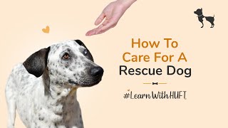 How To Care For A Rescue Dog I LearnWithHUFT [upl. by Erdua]