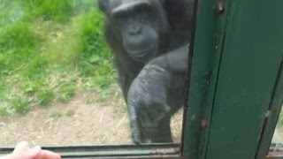 Monkey tries to escape from zoo [upl. by Tasiana872]