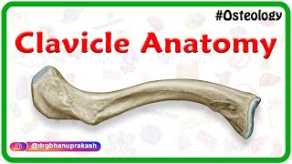 Clavicle Anatomy Animation  General features Osteology Attachments Development clinical anatomy [upl. by Llekcir]