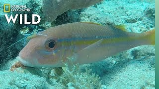 These Shrimp Are a CleanUp Crew For Dirty Fish  Nat Geo Wild [upl. by Squire796]