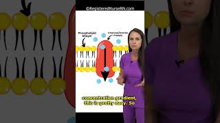 Simple vs Facilitated Diffusion Explained  Fluid amp Electrolytes shorts nursing [upl. by Ettenrahc285]