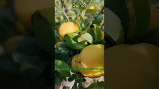 WHAT IS QUINCE FRUIT GOOD FOR [upl. by Natrav]