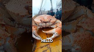 The Kodiak Crab 💀🦀full vid ☝️ [upl. by Ahsea]