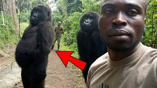 When Gorillas Pose Better Than Humans A Selfie to Remember [upl. by Acirrehs]