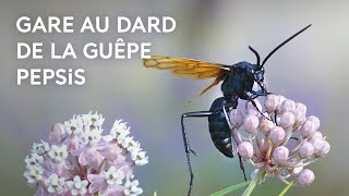 La guêpe Pepsis dangereuse escrimeuse [upl. by Tolmach820]