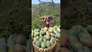 Amazing Mango Orchard shorts ytshorts mangoes [upl. by Niro]