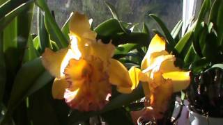 Cattleya  Blc Shinfong Luoyang Tian Mu [upl. by Race]