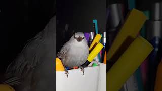 Lavender Waxbill Perched on a Pen Holder A Tiny Birds Creative Rest Spot [upl. by Jarv]