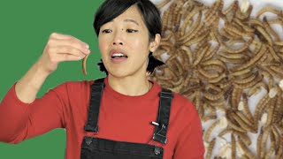 First Time Eating a LIVE Bug amp How to Dehydrate Mealworms  BUGMAS 2018 Day 2 [upl. by Aynekat]