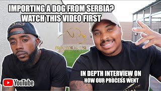 IMPORTING A DOG FROM SERBIA PT 2 IN DEPTH INTERVIEW [upl. by Joliet236]