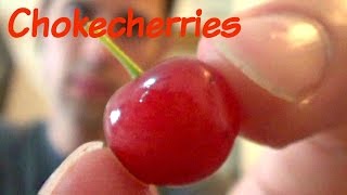 Chokecherries Review and Juice Recipe  Weird Fruit Explorer Ep 111 [upl. by Schnell]