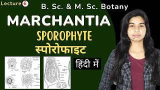 MARCHANTIA  SPOROPHYTE स्पोरोफाइट  Botany [upl. by Quince]