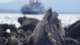 Galápagos Islands with Lindblad Expeditions amp National Geographic [upl. by Brady342]