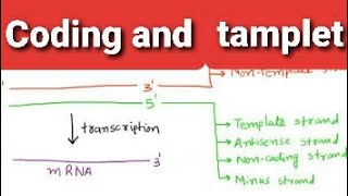 Coding Strand and NonCoding StrandStructure OF GeneDifference between Sense and Antisense strand [upl. by Talanian264]