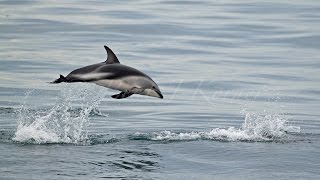 Dancing with Dusky Dolphins  Kaikoura NZ [upl. by Alemap809]