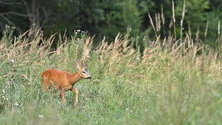 Calling Roe Buck with Buttolo  privabeny srnecdeer call Peter Hozza [upl. by Abil127]