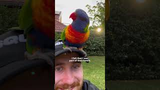 Wild Lorikeet Gets All His Friends To Visit This Guy  The Dodo [upl. by Favata]