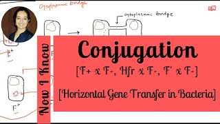 Bacterial Conjugation  Horizontal Gene Transfer Part  I F x F Hfr x F F x F [upl. by Einnal]