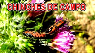 quotChinche de campoquot quotChinche de Campo comúnquot quotSpilostethus pandurusquot quotChinche roja y negraquotquotchinchesquot [upl. by Zosema486]