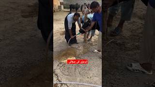 اوجڑی کی صفائی  Rumen lavage  rumen impaction Indigestion cow vet animaldisease animals vet [upl. by Anomor348]